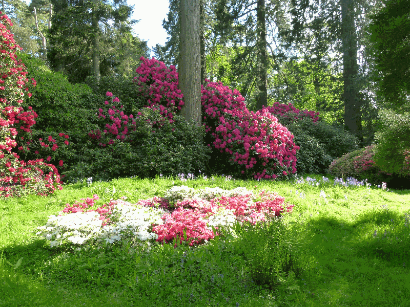A sunlit grove in Spring, with trees, shrubs and plants in flower on a carpet of green grass.